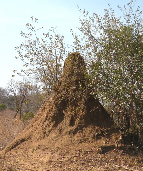Mal d''Africa... gli insetti