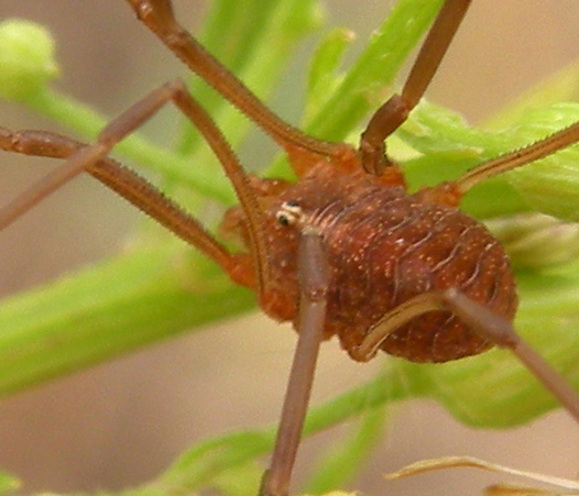 Opilioni emiliani - Phalang. opilio (m/f) - O. transversalis