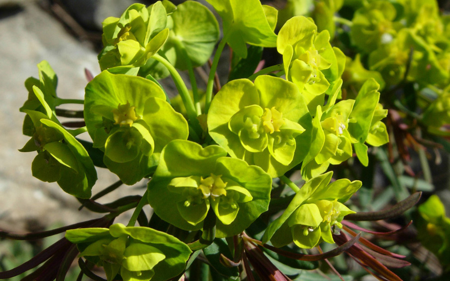 Euphorbia esula / Euforbia acre