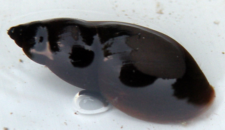 Lymnaea sp e Trichobilharzia