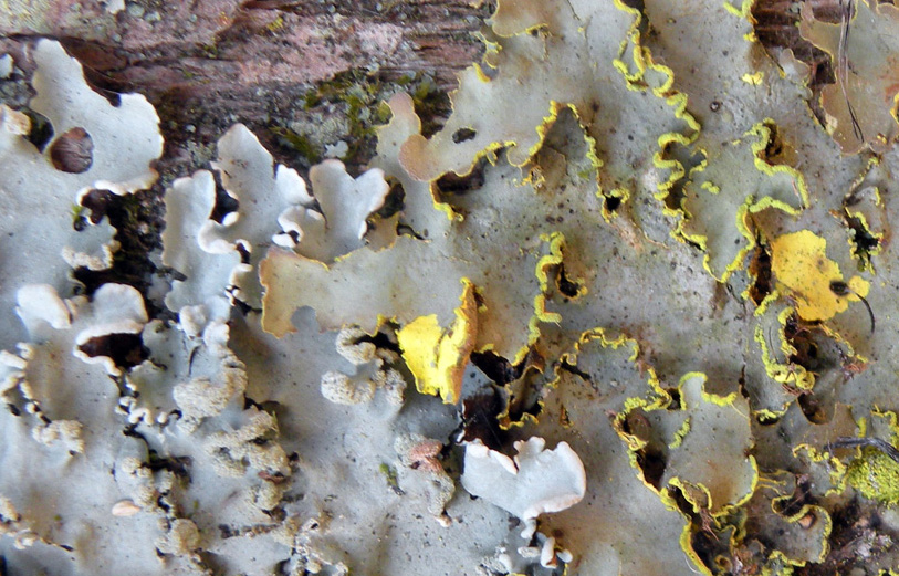 Lichen Trail in Sud Africa