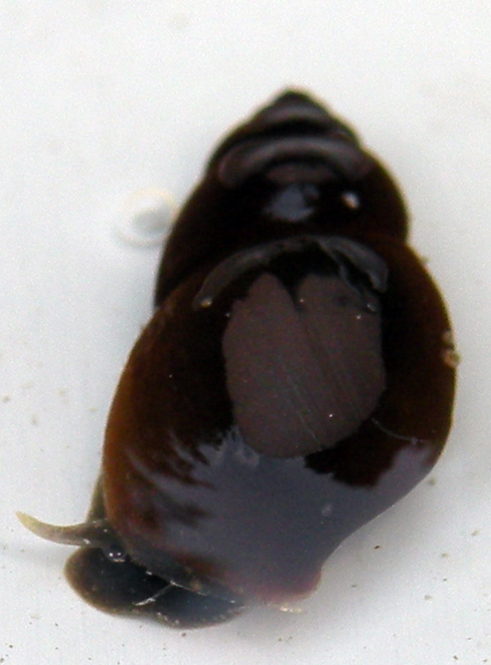 Lymnaea sp e Trichobilharzia