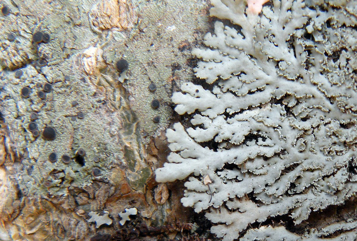 Lichen Trail in Sud Africa