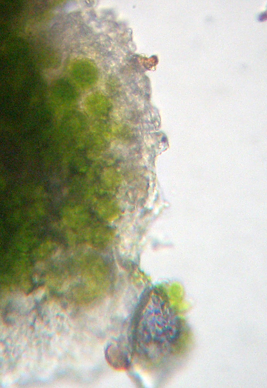 Microscopia dei licheni?