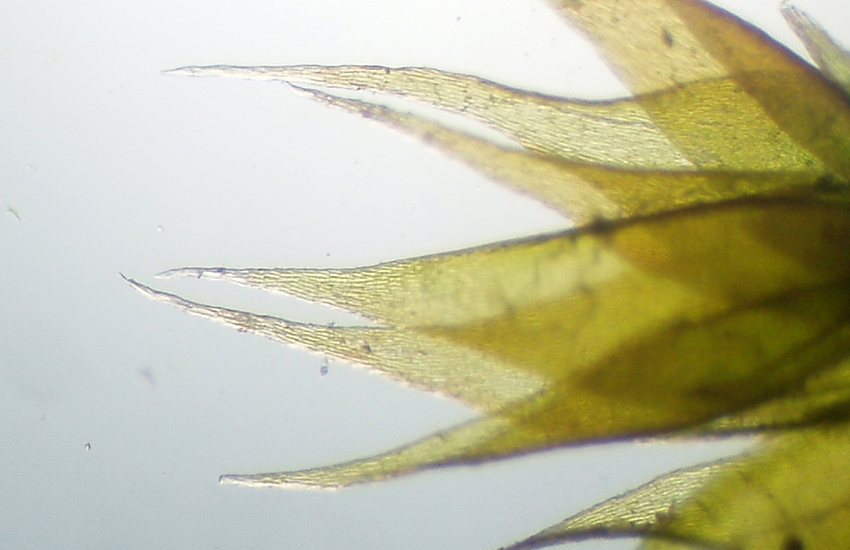 Bryophyta: dovrebbe essere Hypnum cupressiforme