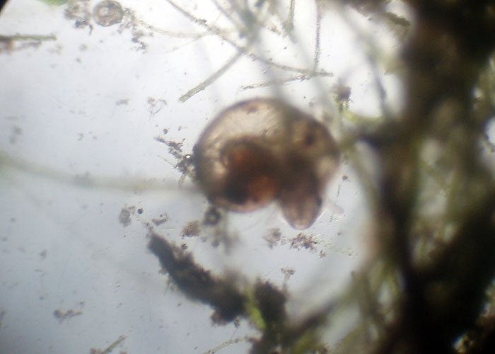 Chiocciole microscopiche