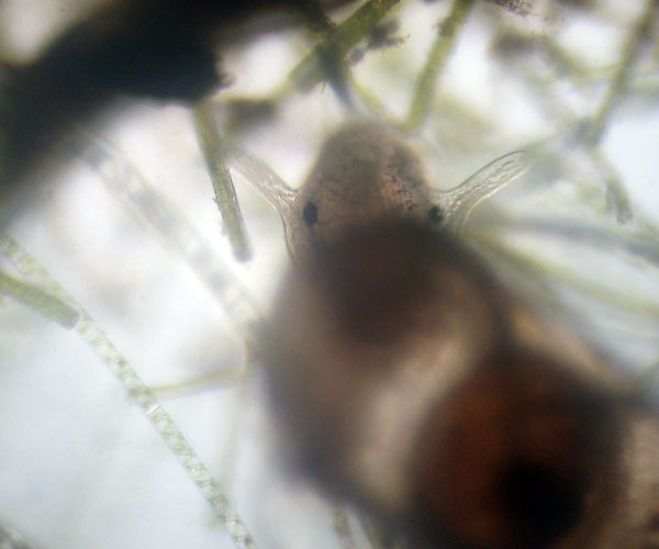 Chiocciole microscopiche
