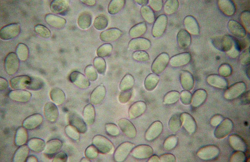 Phlebia sp