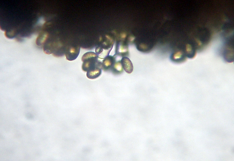 Microscopia sospetta Coniophora puteana (Coniophora puteana)