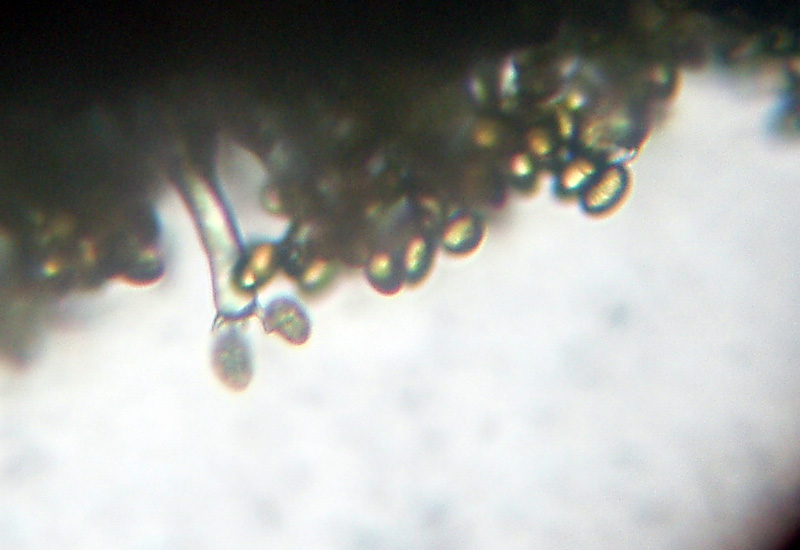 Microscopia sospetta Coniophora puteana (Coniophora puteana)