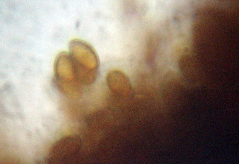 Microscopia sospetta Coniophora puteana (Coniophora puteana)