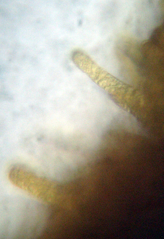 Microscopia sospetta Coniophora puteana (Coniophora puteana)