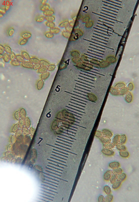 Microscopia sospetta Coniophora puteana (Coniophora puteana)