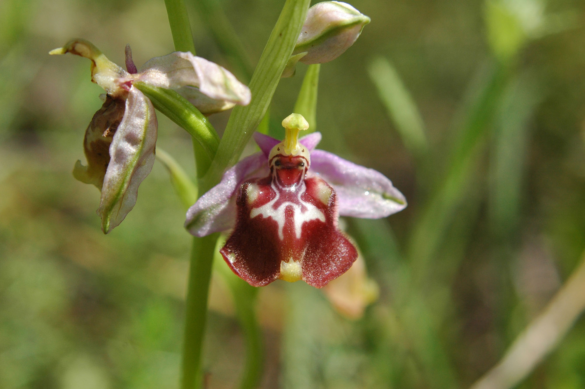 Ophrys calliantha