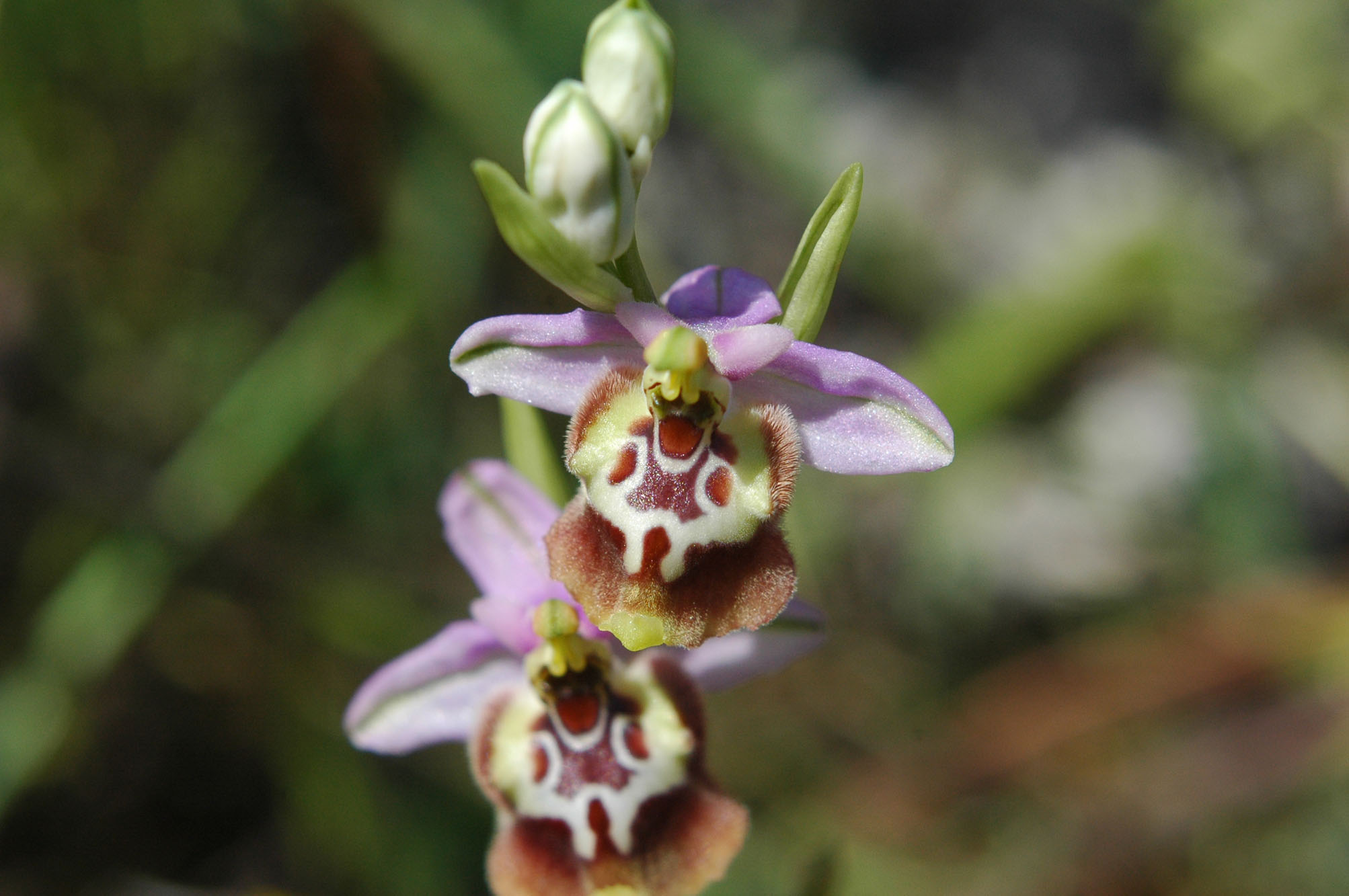 Ophrys calliantha