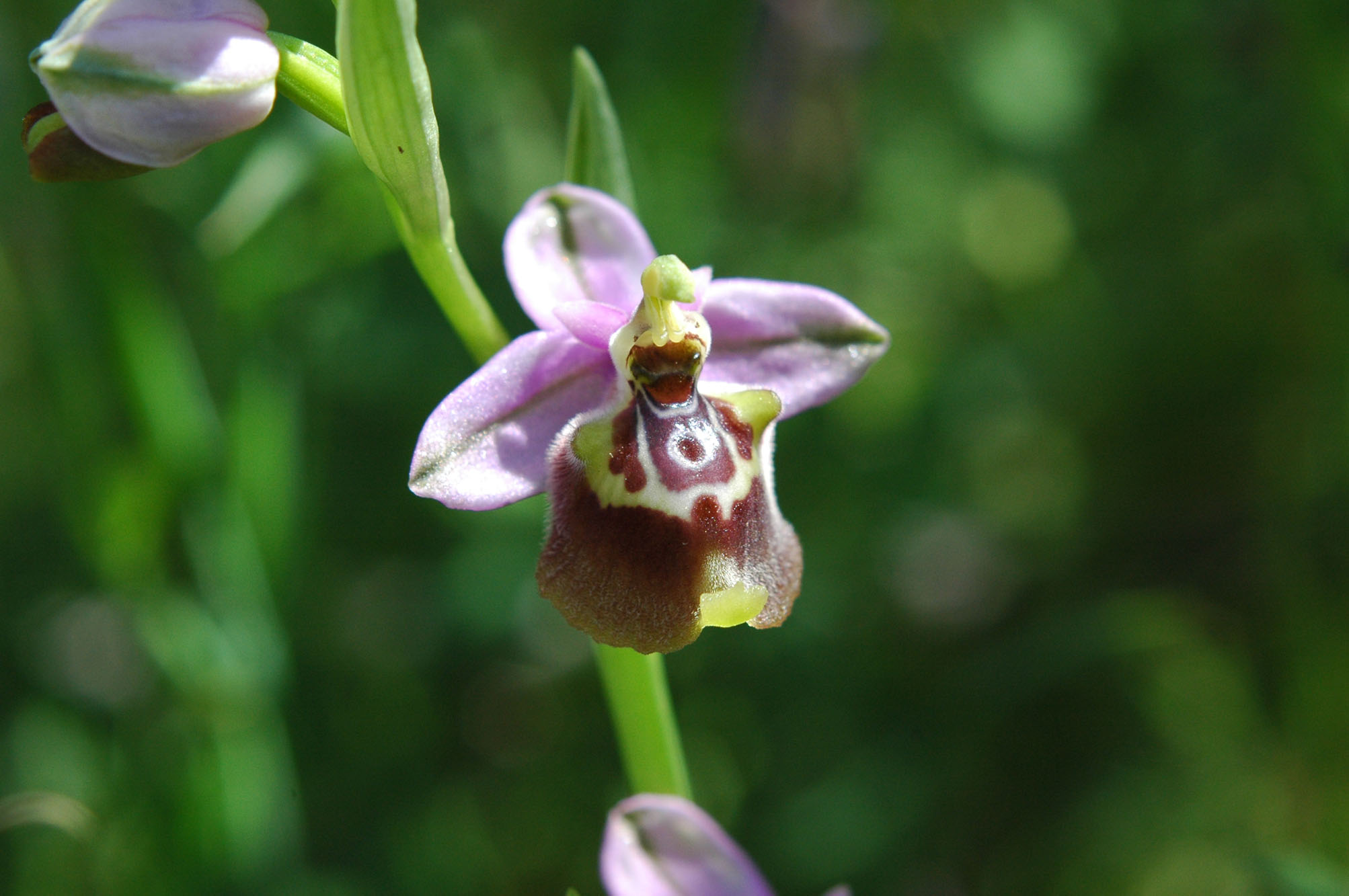 Ophrys calliantha