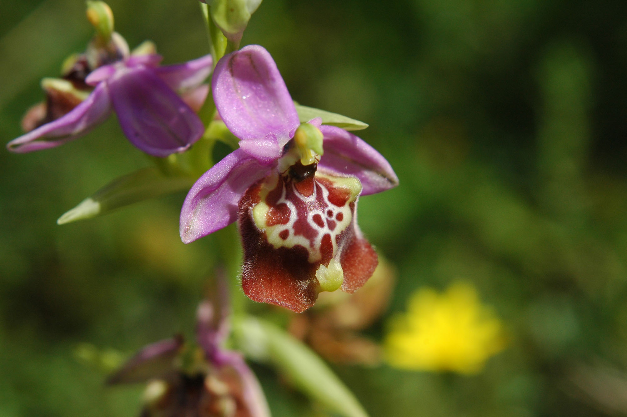 Ophrys calliantha