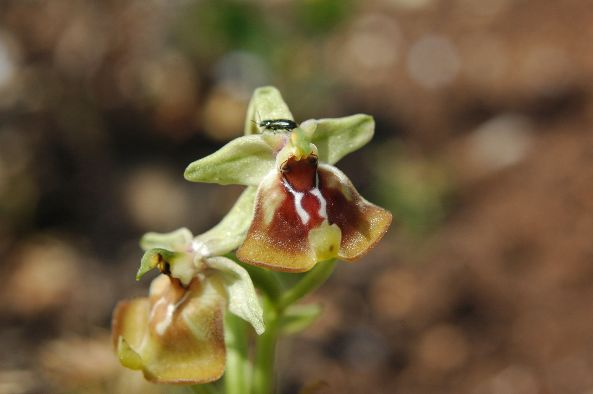 Ophrys calliantha