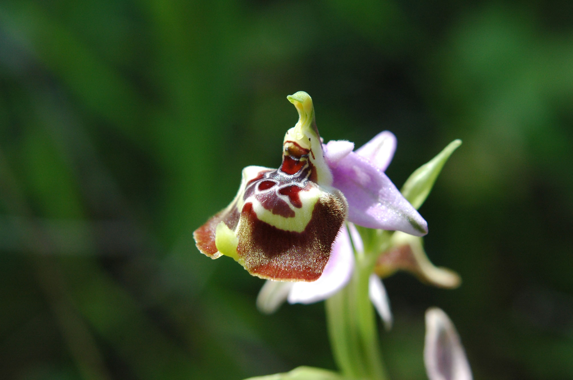 Ophrys calliantha