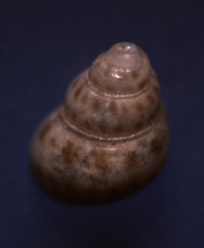 Crisilla beniamina ?