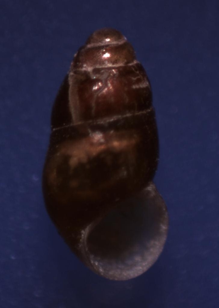 Aiuto determinazione