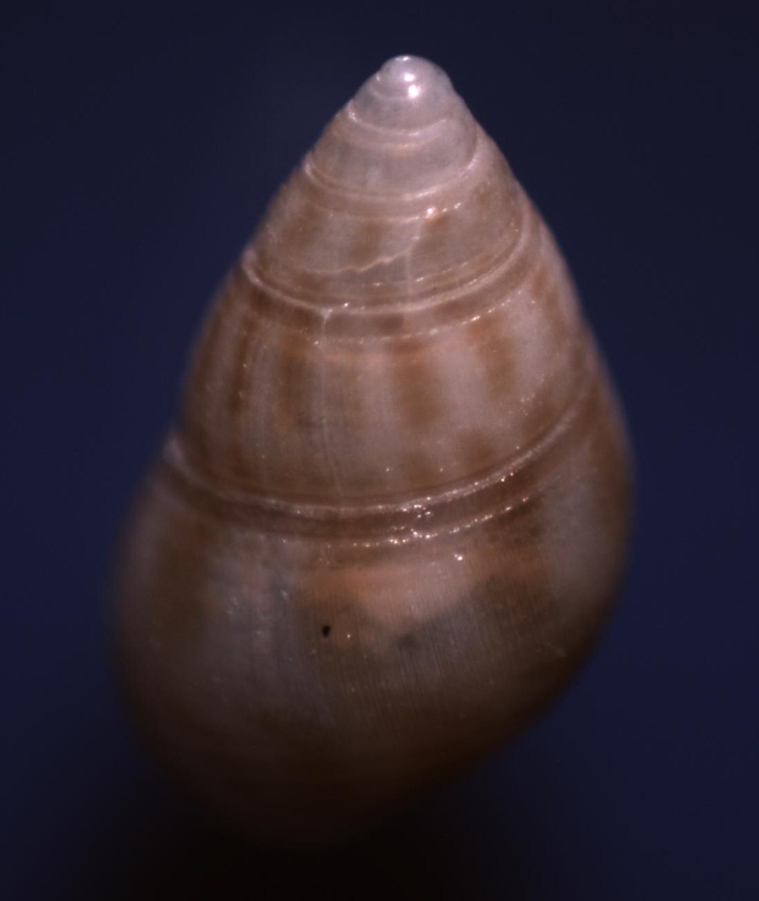 Crisilla semistriata ?