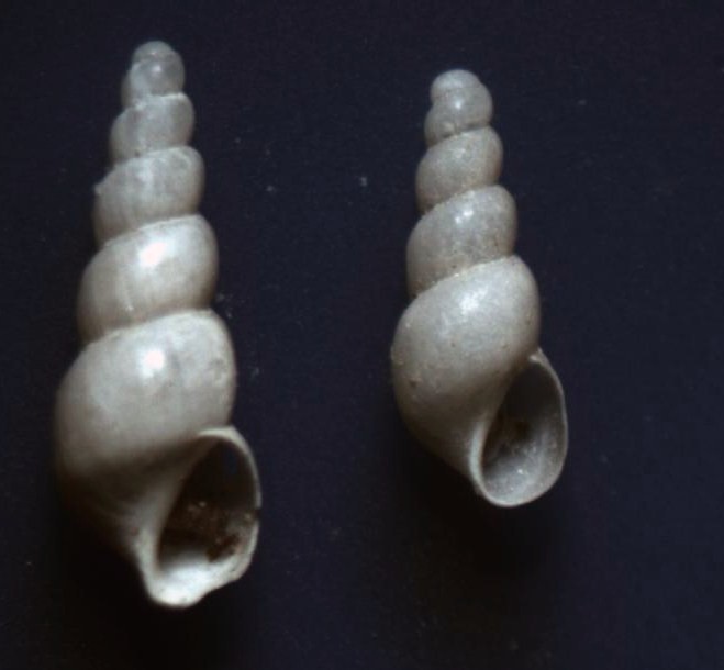 Truncatella subcylindrica