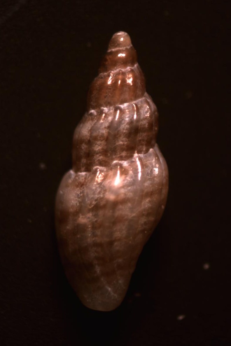 Aiuto determinazione