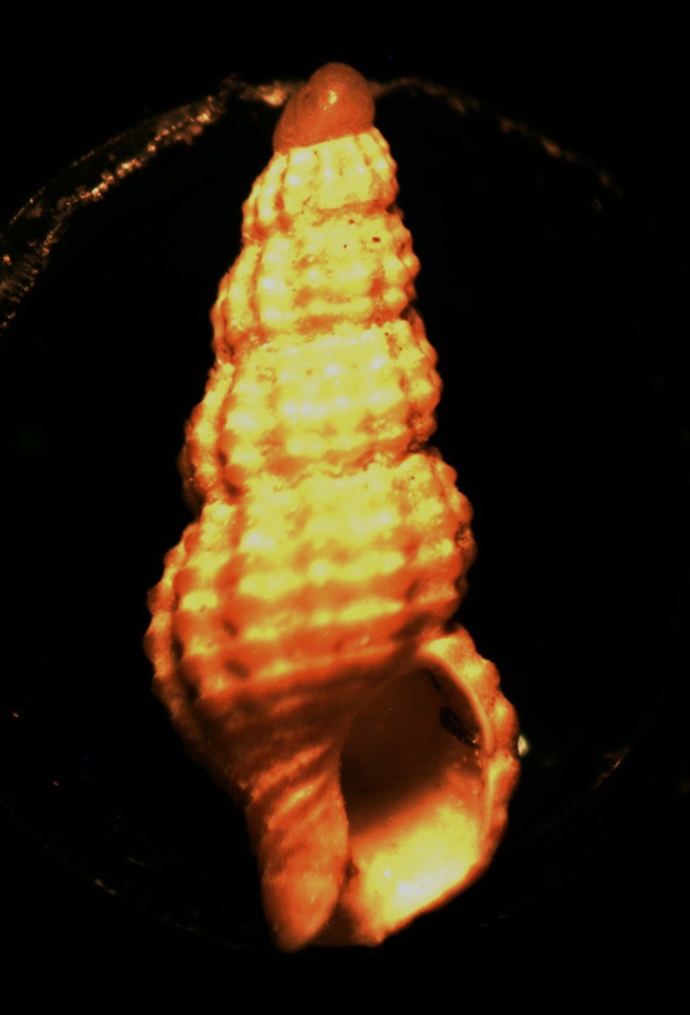 Chauvetia
