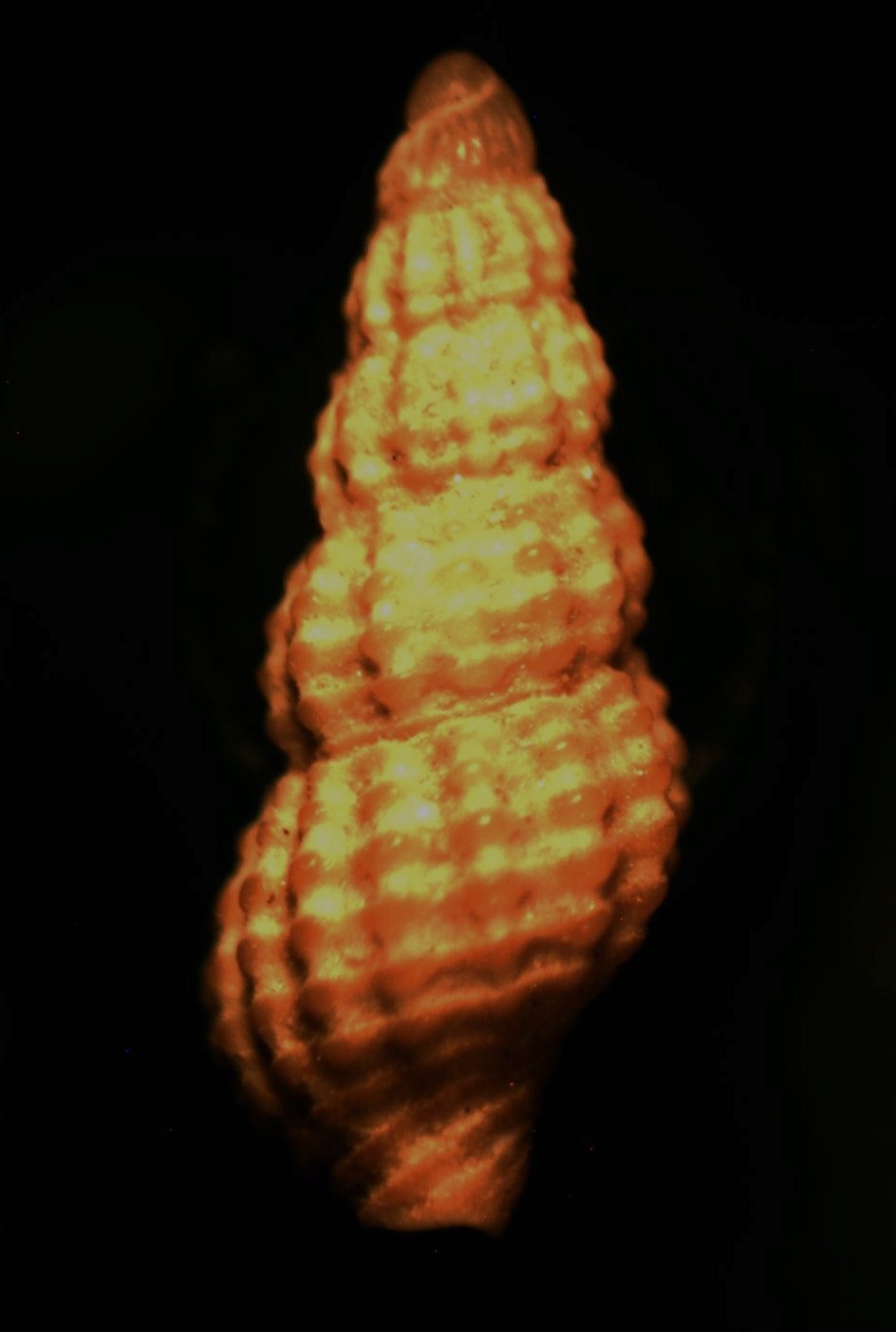 Chauvetia
