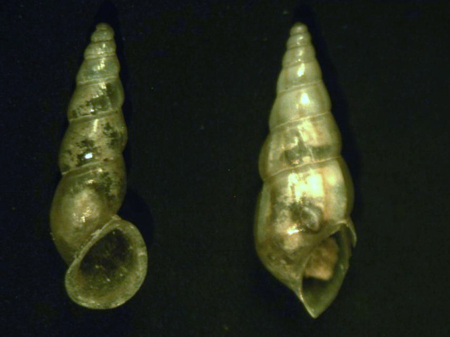 Zannone 18m (Rissoa 22-4/2133-5) R. rhodensis e auriscalpium