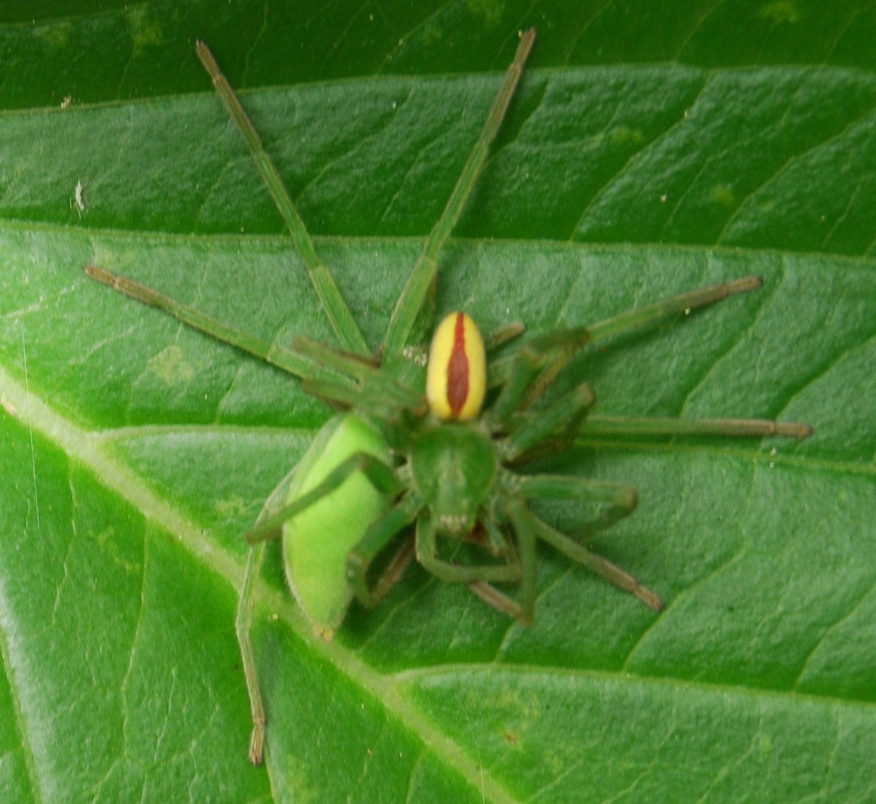 Micrommata virescens