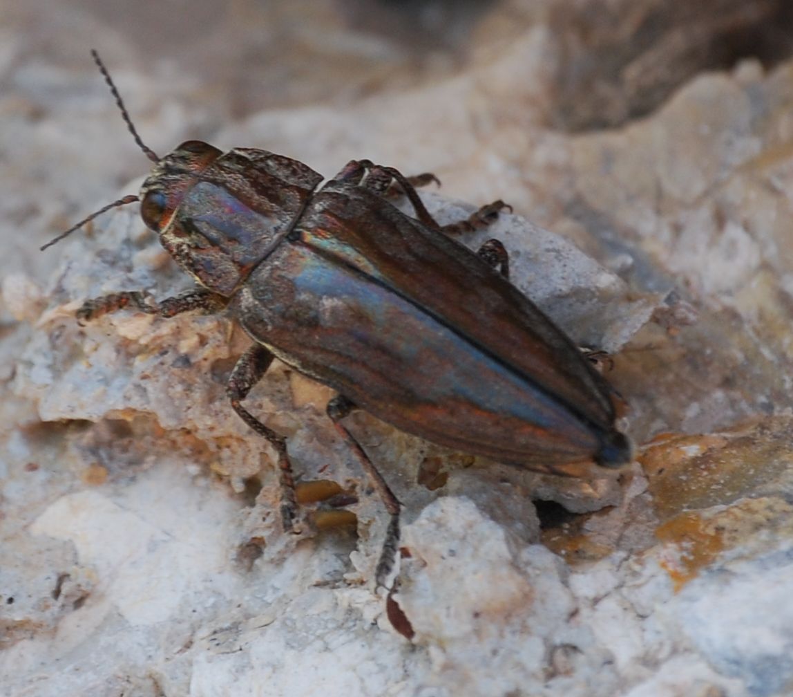 Coleottero color bronzo da identificare