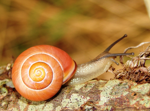 Cepaea nemoralis 