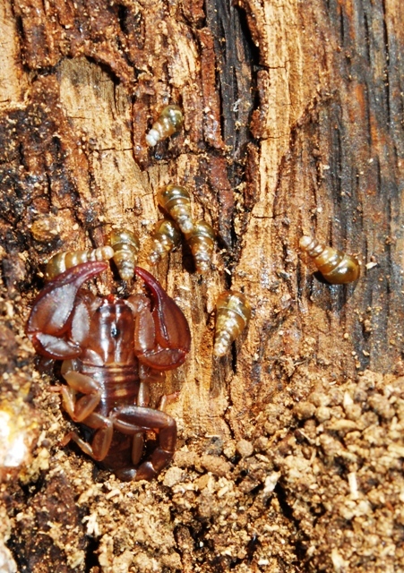 Cochlodina laminata insulana e C.costata curta .Croazia