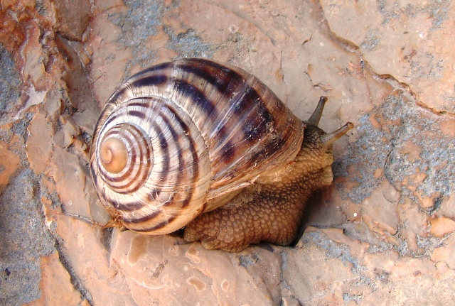 Helix (Helix) secernenda Rossmssler 1837