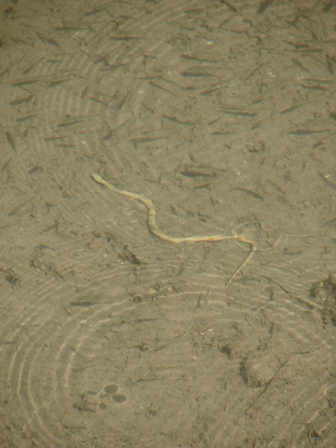 Serpente dalla Croazia - Natrix tessellata