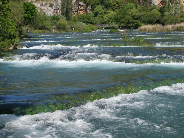 Medora contracta contracta  -  KRKA Croazia