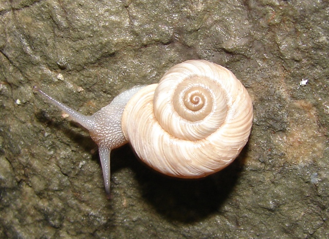 Vidovicia coerulans (C. Pfeiffer 1828)
