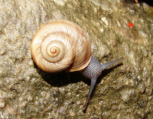 Vidovicia coerulans (C. Pfeiffer 1828)