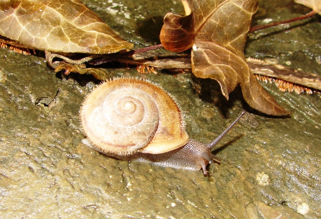 Chilostoma (Liburnica) setosa setosa (A. Frussac 1832)