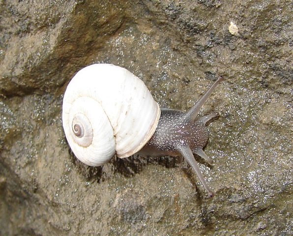 Vidovicia coerulans (C. Pfeiffer 1828)