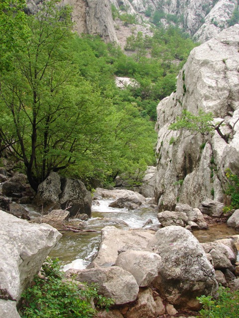 Vidovicia coerulans (C. Pfeiffer 1828)