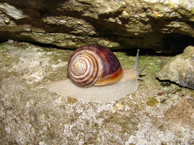 Helix (Helix) secernenda Rossmssler 1837