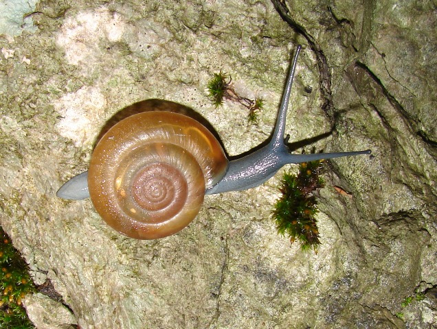 Aegopis septentrionalis laughofferi -  Paklenica Croazia