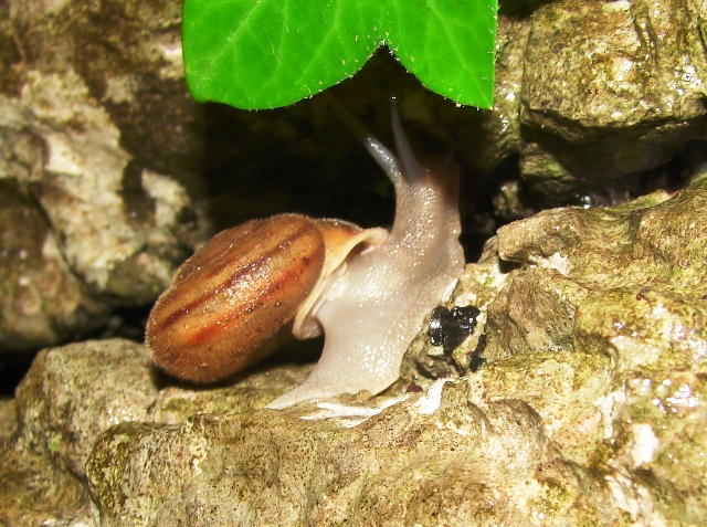 Chilostoma (Liburnica) setosa setosa (A. Frussac 1832)