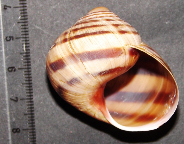 Helix (Helix) secernenda Rossmssler 1837