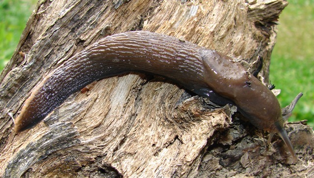 Limax aldrovandi Moquin-Tandon 1855 in valle Orsigna (PT)