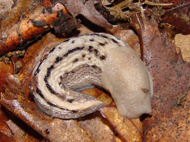 Limax aldrovandi Moquin-Tandon 1855 in valle Orsigna (PT)