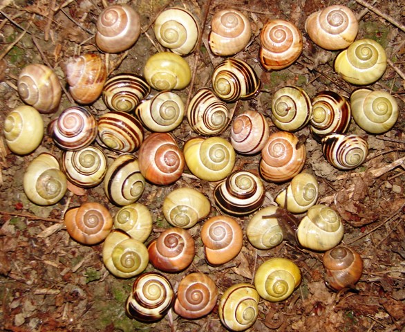 Cepaea